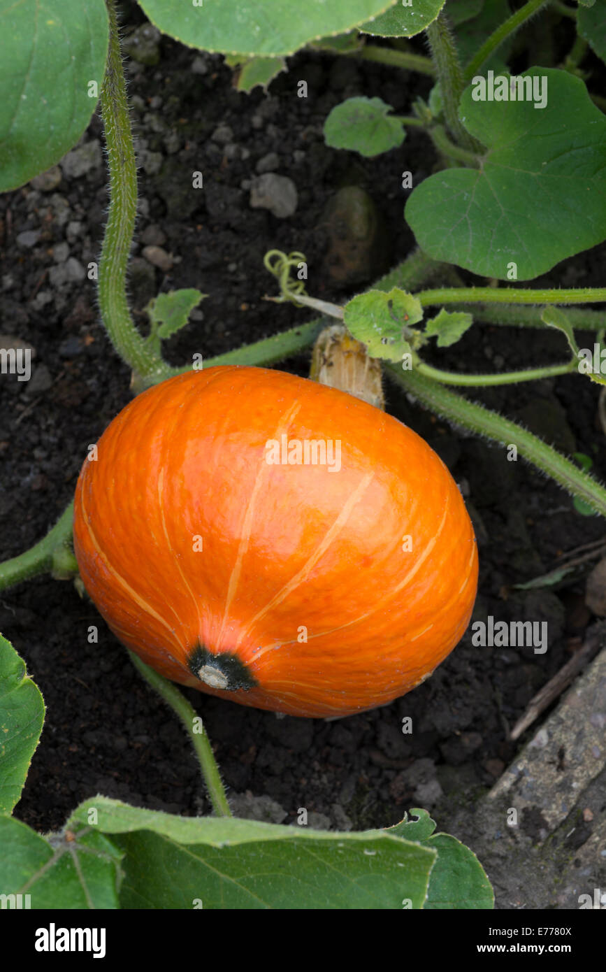 Hokkaido squash (Cucurbita maxima Hubbard) squash cresce su una trama vegetale, UK. Foto Stock
