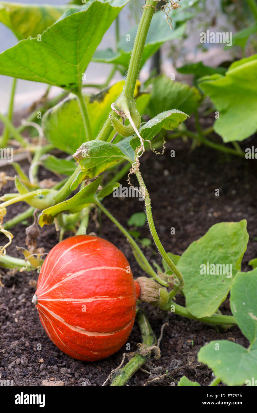 Hokkaido squash (Cucurbita maxima Hubbard) squash cresce su una trama vegetale, UK. Foto Stock