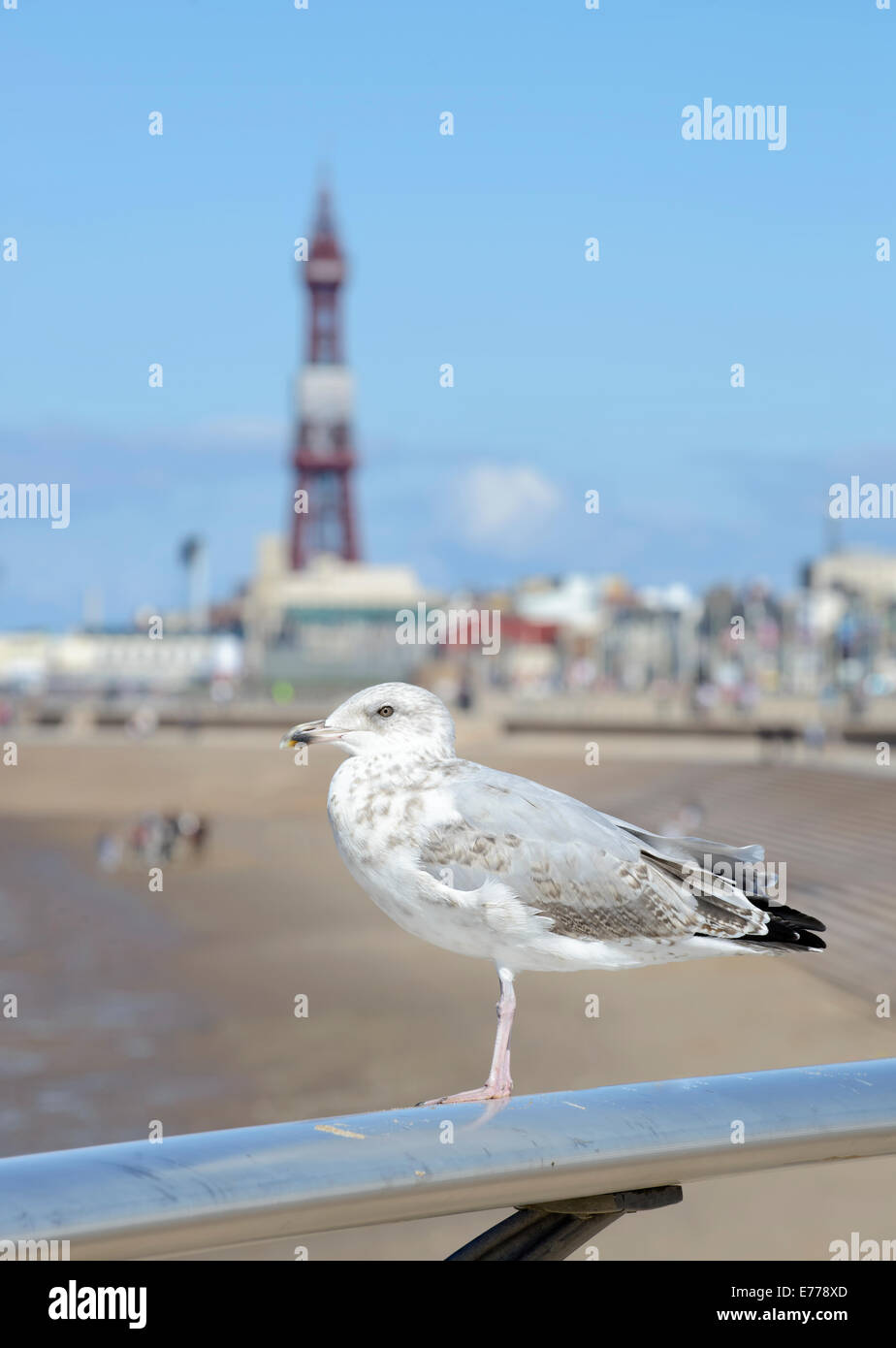 Un lesser black backed gull siede sulla ringhiera del lungomare di Blackpool con la spiaggia di sabbia e dalla torre di Blackpool in background Foto Stock