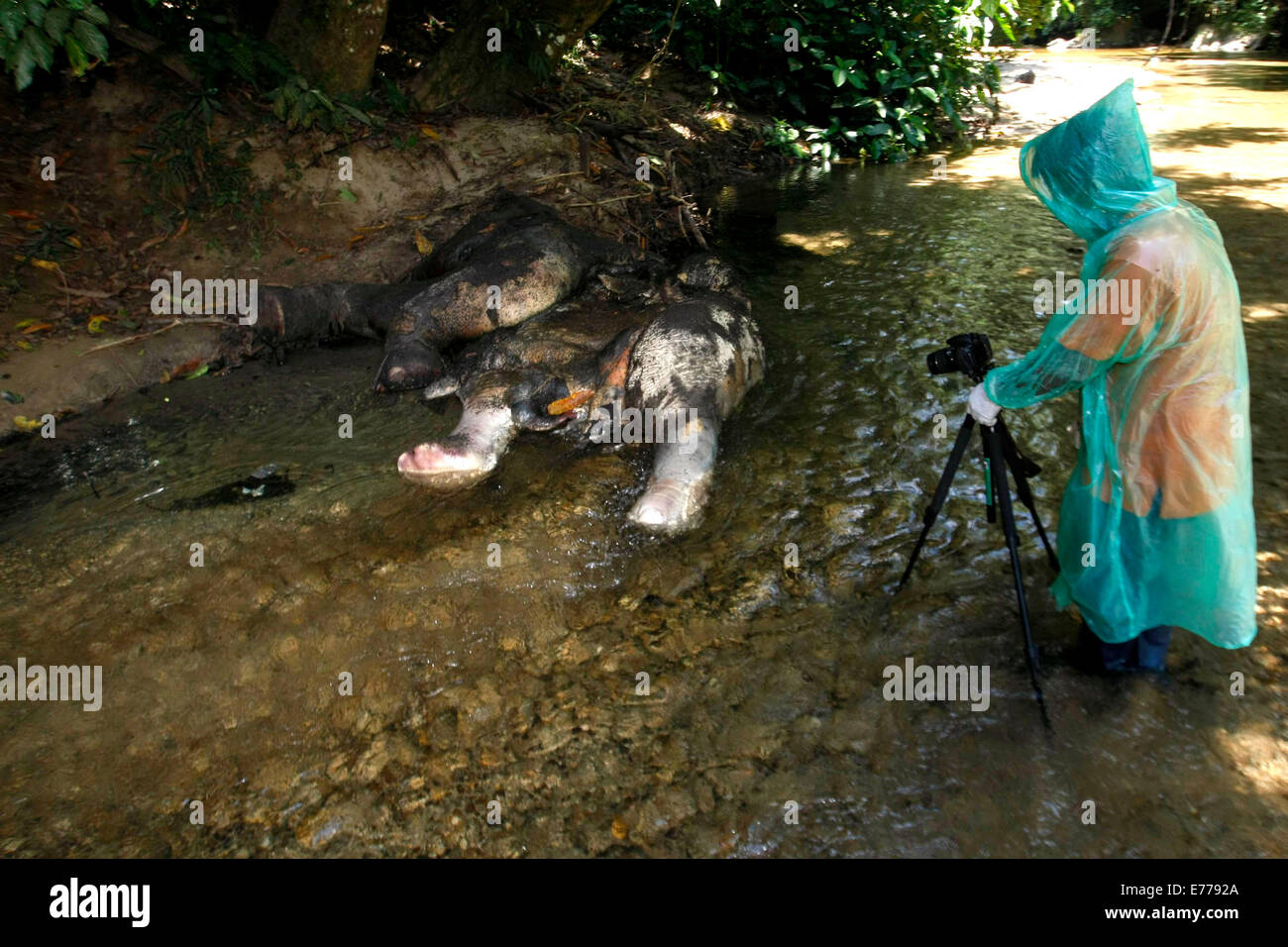 Aceh, Indonesia. 7 Sep, 2014. Un attivista ambientale ispeziona un morto elefante di Sumatra presumibilmente uccisi dai cacciatori di frodo per le sue zanne di Krueng Sabee villaggio nella provincia di Aceh, Indonesia, Sett. 7, 2014. L'elefante è stato trovato morto domenica con le zanne rimosso. Dell Indonesia elefanti in pericolo sull isola di Sumatra sono minacciate dalla perdita di habitat e la caccia di frodo. Credito: Junaidi/Xinhua/Alamy Live News Foto Stock