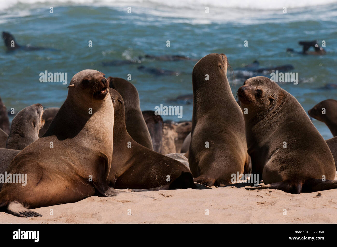 Capo pelliccia sigillo (Arctocephalus pusilus), Skeleton Coast National Park, Namibia. Foto Stock