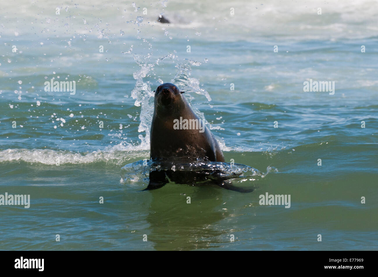 Capo pelliccia sigillo (Arctocephalus pusilus), Skeleton Coast National Park, Namibia. Foto Stock