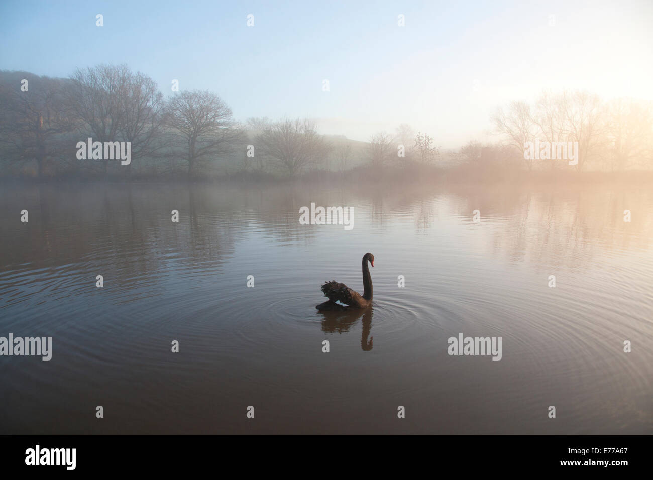 Lone Black Swan nuoto sul lago in inverno in alba luce con acqua increspata Foto Stock