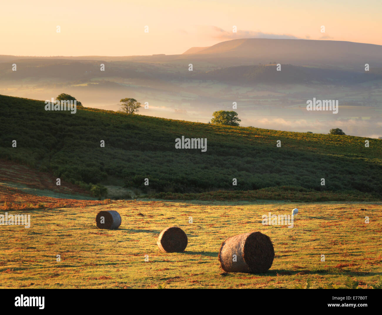 Luce del sole di mattina su balle sul Welsh commonland con misty viste, e fieno Bluff e la montagna nera della distanza Foto Stock