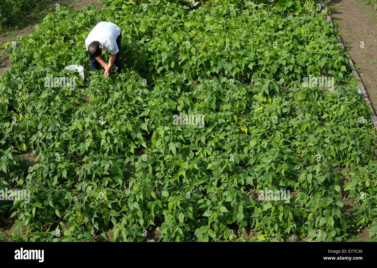L'uomo tende verde fagiolo raccolto in allotment garden Foto Stock