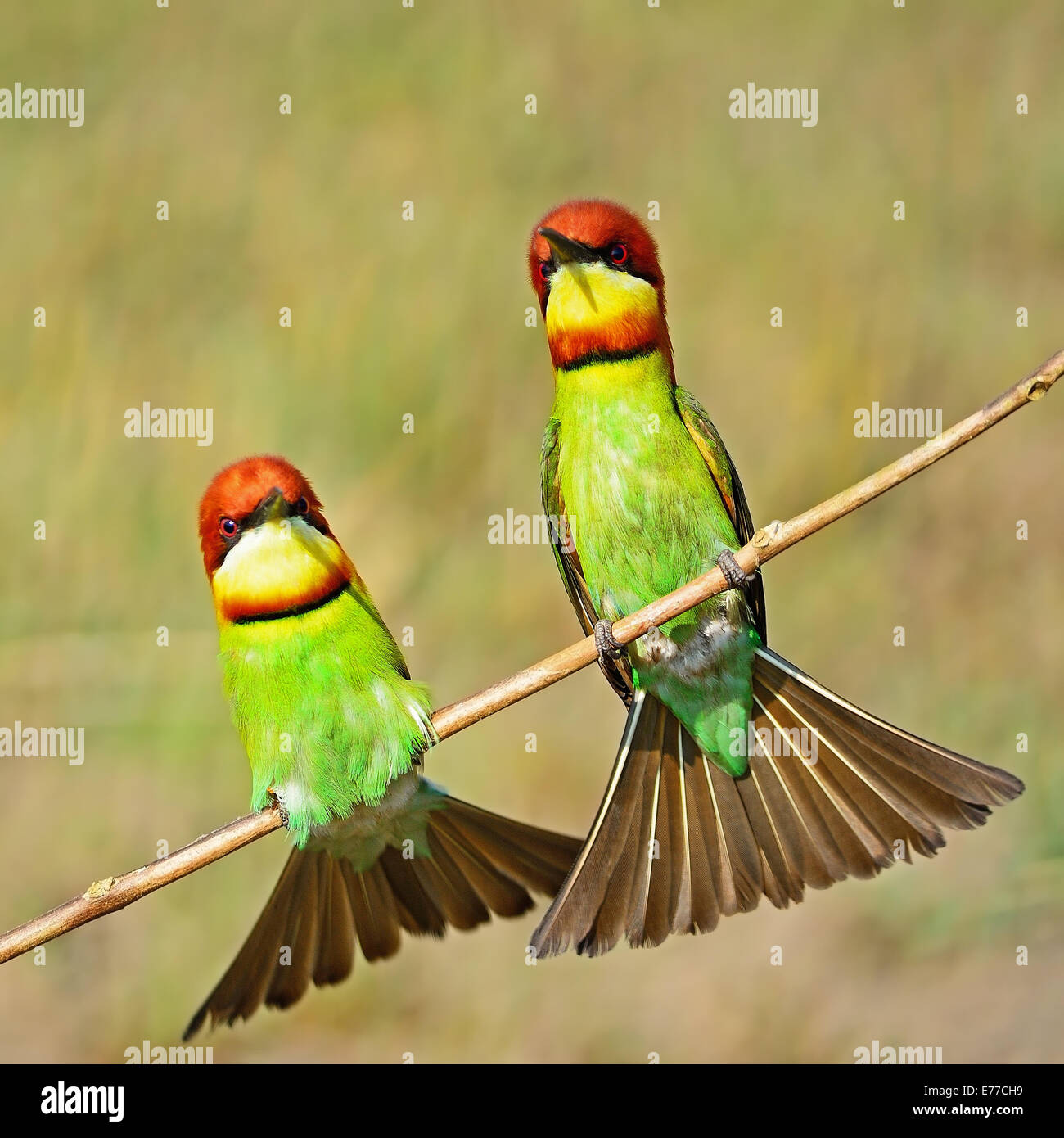 Coloratissimo gruccione bird, castagne e intitolata Gruccione (Merops leschenaulti), seduto su un ramo Foto Stock