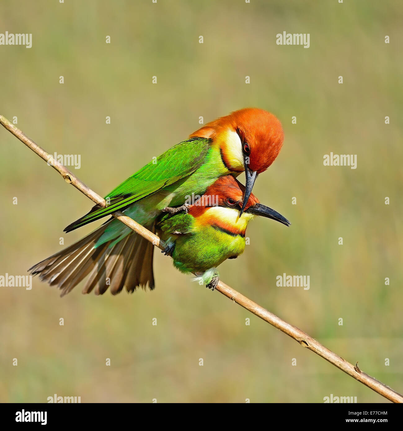 Coloratissimo gruccione bird, castagne e intitolata Gruccione (Merops leschenaulti), profilo di accoppiamento Foto Stock