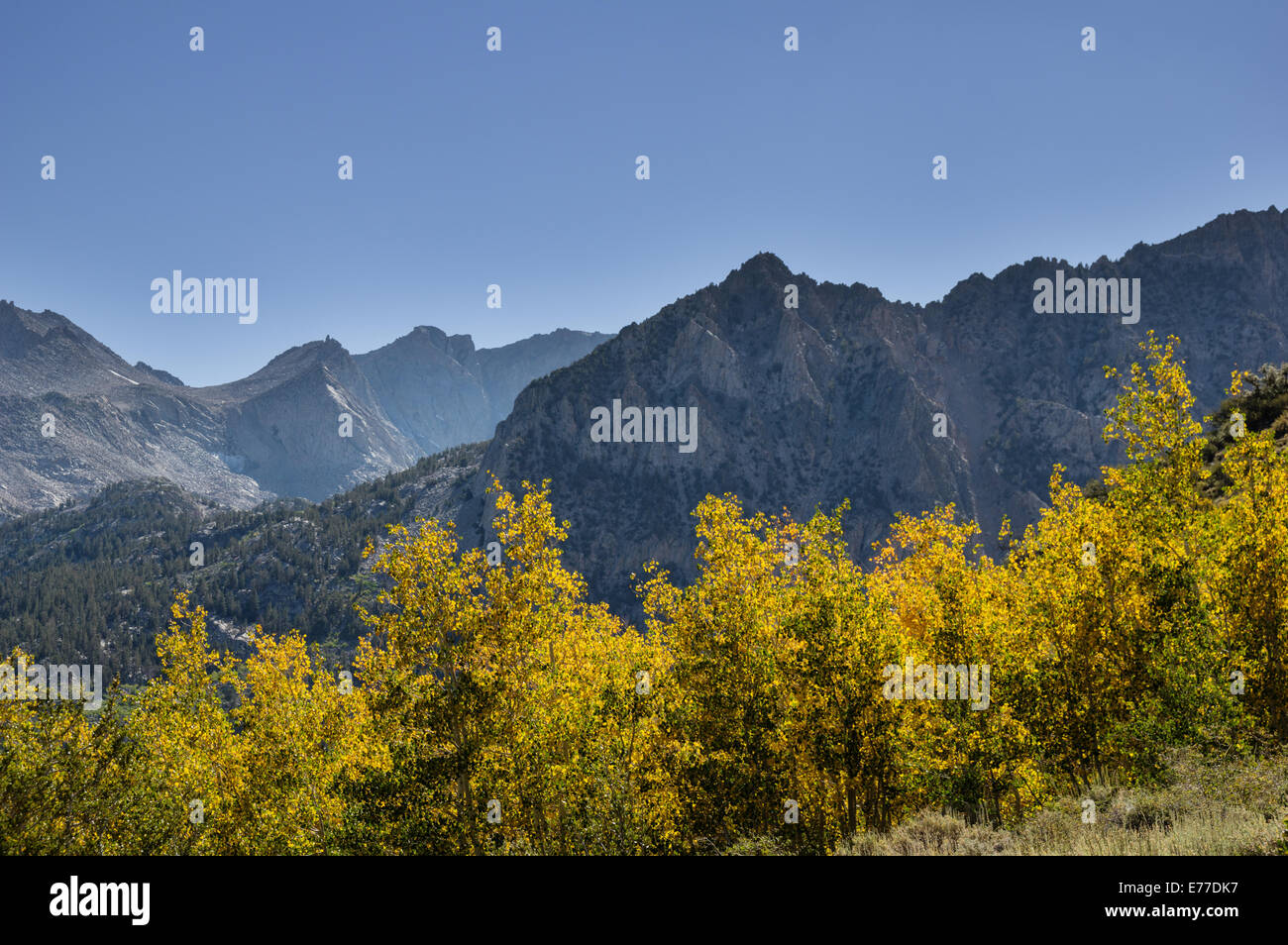 Aspen lascia virava al giallo in autunno in montagna Foto Stock