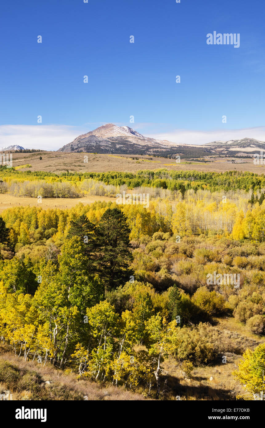 Aspen alberi diventano gialle in un Eastern Sierra Nevada mountain display a colori Foto Stock