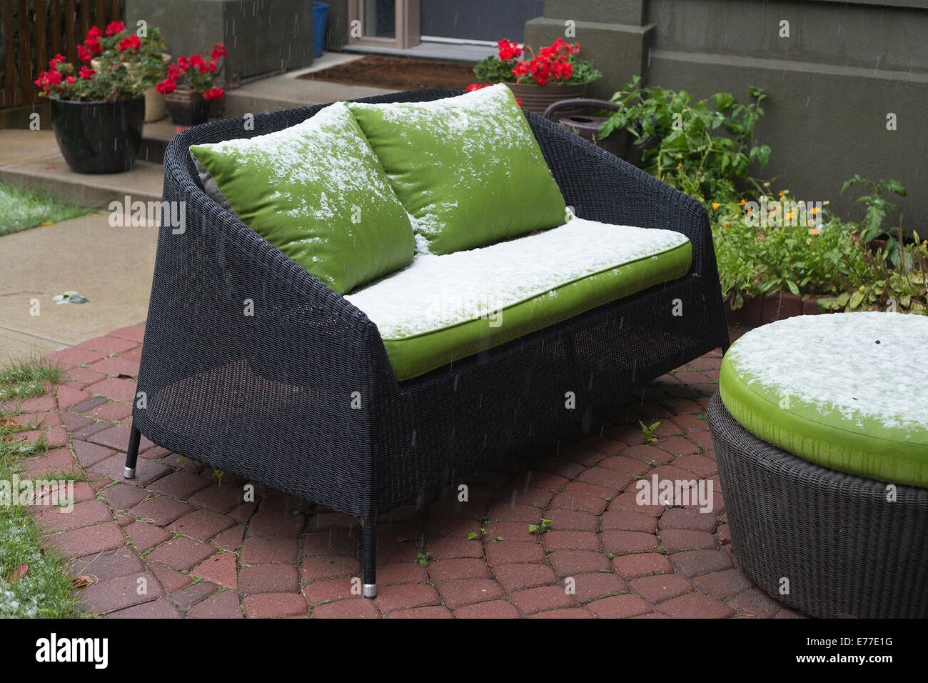 Calgary, Alberta, Canada, 8 Sep, 2014. La prima nevicata della stagione mette fine all'estate con Ambiente Canada predire fino a 5 centimetri di oggi. Questo è un cambiamento brusco da 25 gradi C meteo che Calgarians goduto di ieri. Credito: Rosanne Tackaberry/Alamy Live News Foto Stock