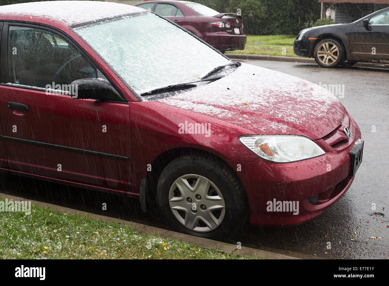 Calgary, Alberta, Canada, 8 Sep, 2014. La prima nevicata della stagione mette fine all'estate con Ambiente Canada predire fino a 5 centimetri di oggi. Questo è un cambiamento brusco da 25 gradi C meteo che Calgarians goduto di ieri. Credito: Rosanne Tackaberry/Alamy Live News Foto Stock