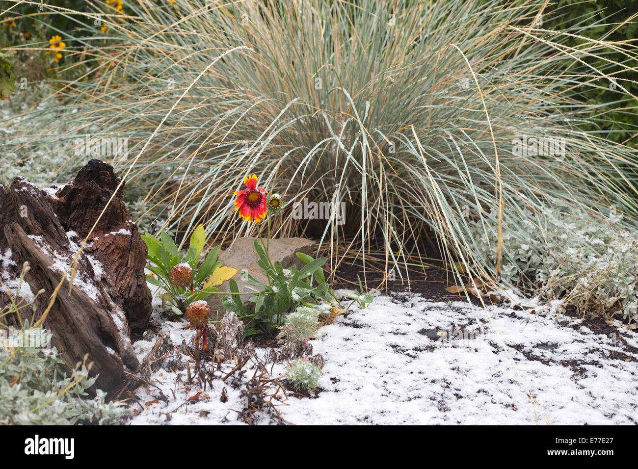 Calgary, Alberta, Canada, 8 Sep, 2014. La prima nevicata della stagione mette fine all'estate con Ambiente Canada predire fino a 5 centimetri di oggi. Questo è un cambiamento brusco da 25 gradi C meteo che Calgarians goduto di ieri. Credito: Rosanne Tackaberry/Alamy Live News Foto Stock