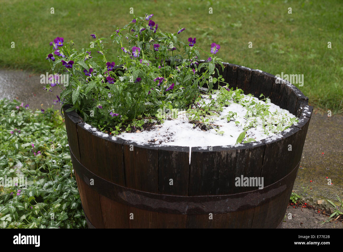Calgary, Alberta, Canada, 8 Set 2014. La prima nevicata della stagione porta fine all'estate con Environment Canada che oggi prevede fino a 5 centimetri. Questo è un brusco cambiamento rispetto al tempo a 25 gradi C che i Calgarici hanno goduto ieri. Credit: Rosanne Tackaberry/Alamy Live News Foto Stock