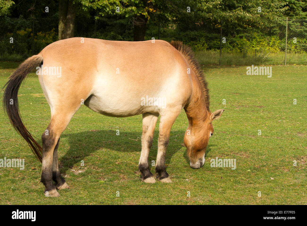 In via di estinzione di un cavallo di Przewalski pascolo a Toronto Zoo di Toronto Ontario Foto Stock