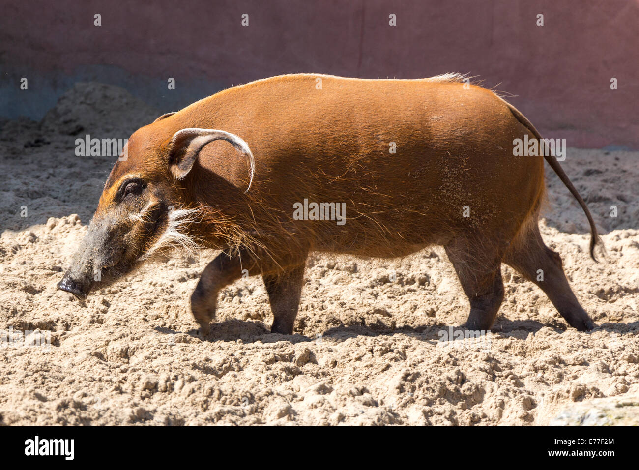 Red River hog, bush pig, tenuti in cattività, in ombre Foto Stock
