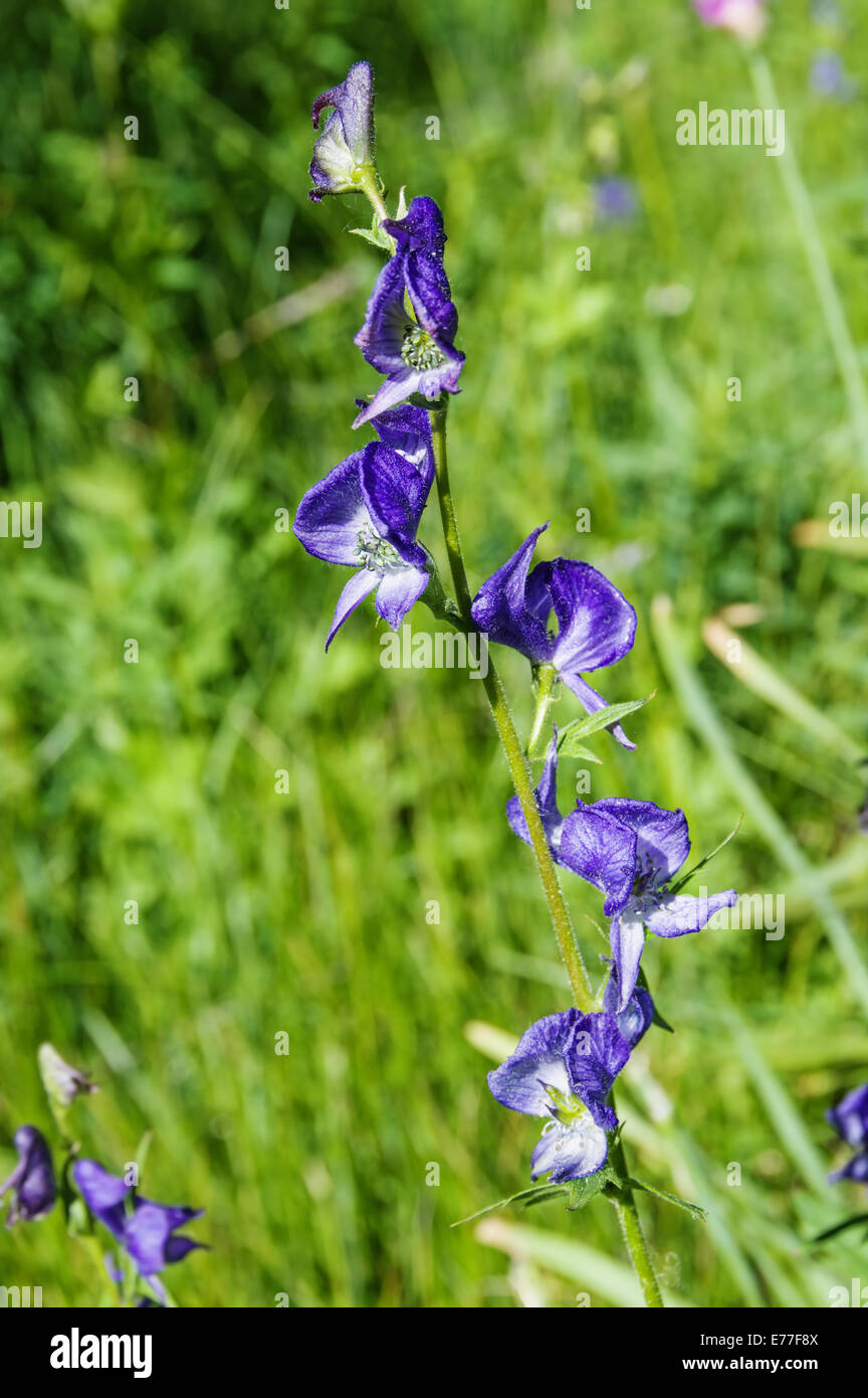 Blue larkspur delphinium fiori selvaggi con sfondo verde Foto Stock