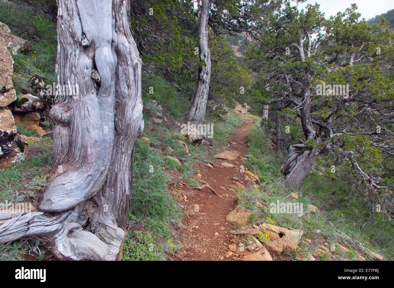 Antichi alberi di ginepro Juniperus foeditissima Troodhos nel parco nazionale greca di Cipro Foto Stock
