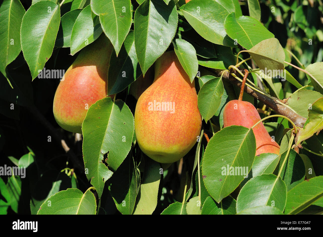 Tre lato rosso pere sulla struttura ad albero Foto Stock
