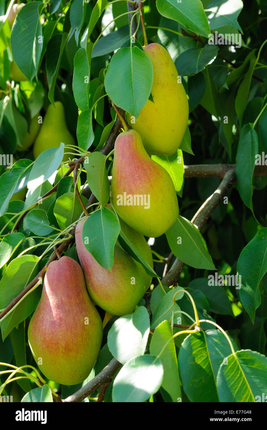 Ramo di pear tree con lato rosso frutti Foto Stock