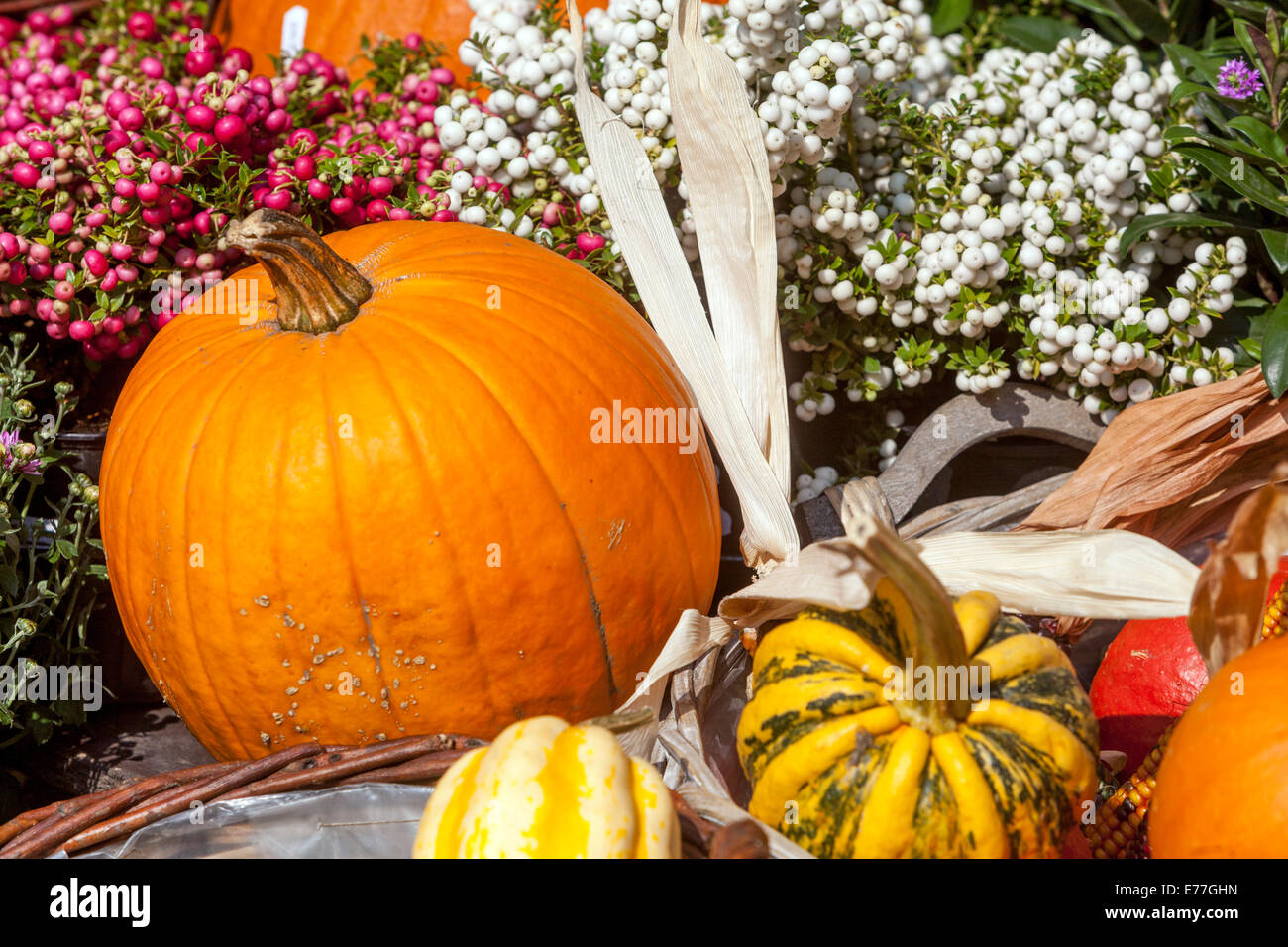 Pumpkins negozio mostra zucca zucca zucca Gourd piante decorative Foto Stock