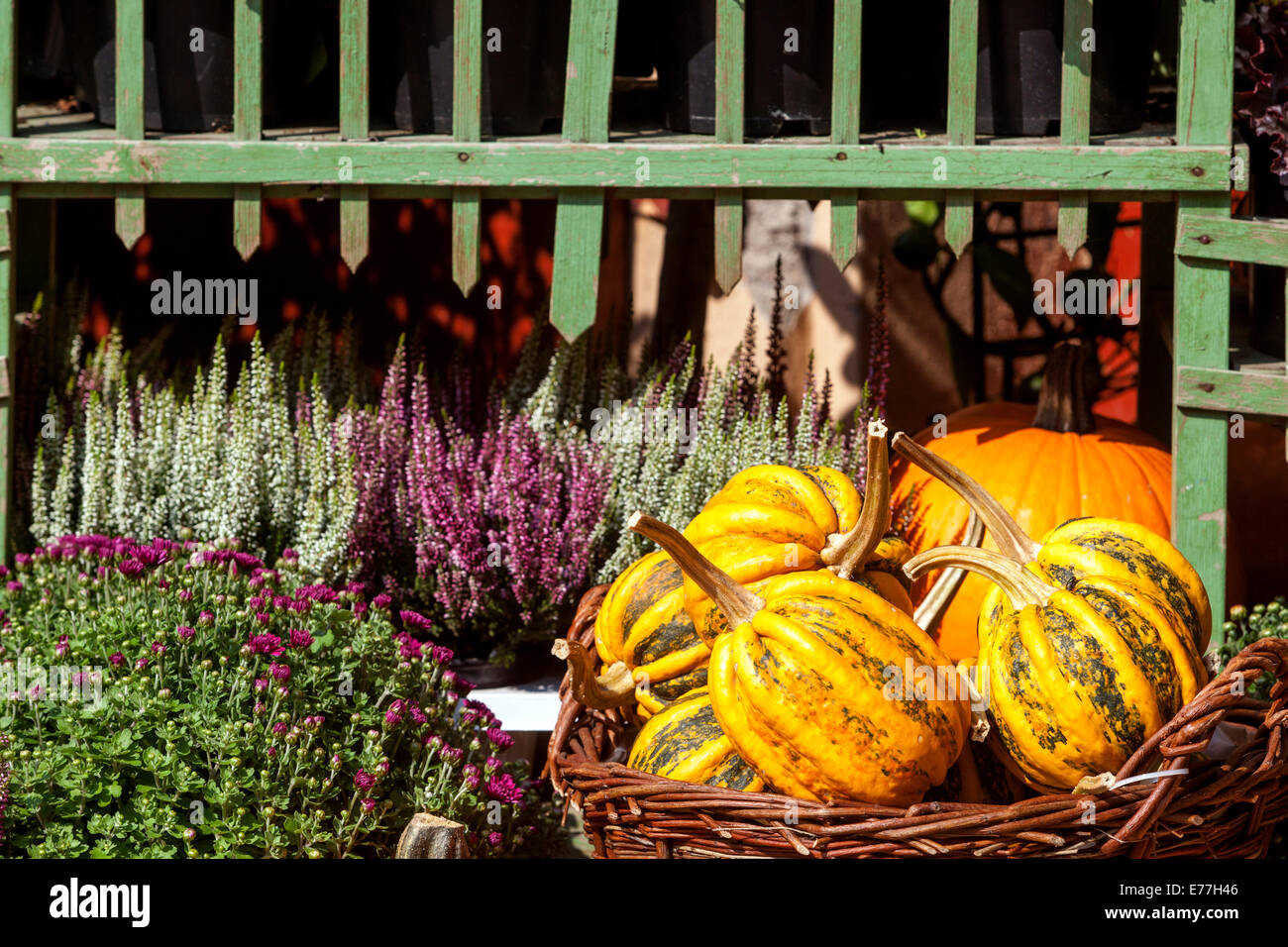 Zucche, zucche, squadrette, piante di erica, vintage negozio decorativo display Ornamental gourd Foto Stock