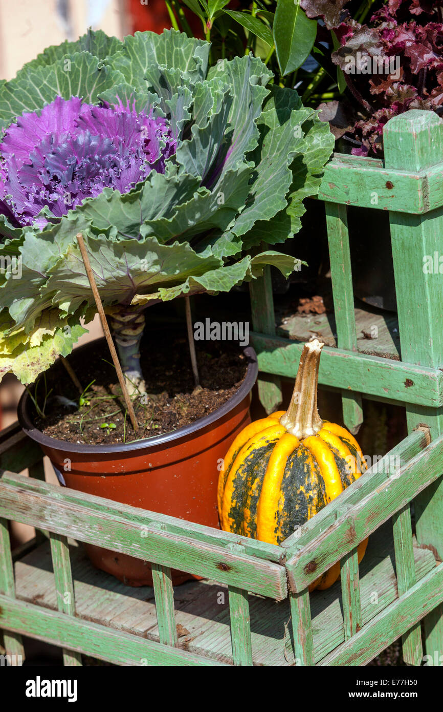 Zucca negozio di zucca kale pianta, vintage negozio decorativo display Ornamental gourd Foto Stock