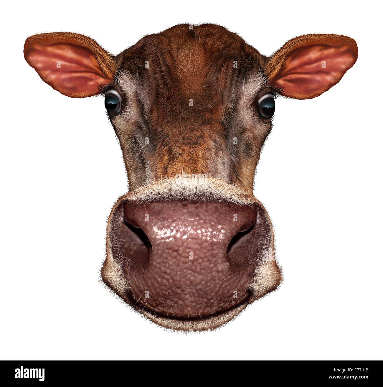 Testa di vacca su uno sfondo bianco come un divertimento sorridente dairy farm animale in una vista frontale in prospettiva estrema angolo come un simbolo di bestiame e agricoltura. Foto Stock