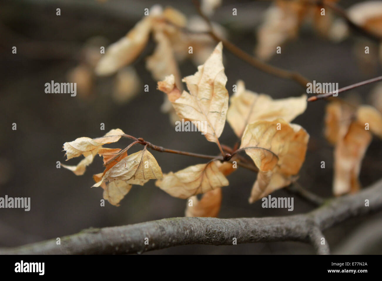 Foglie di autunno nel vento, spostamento, Golden View. Foto Stock