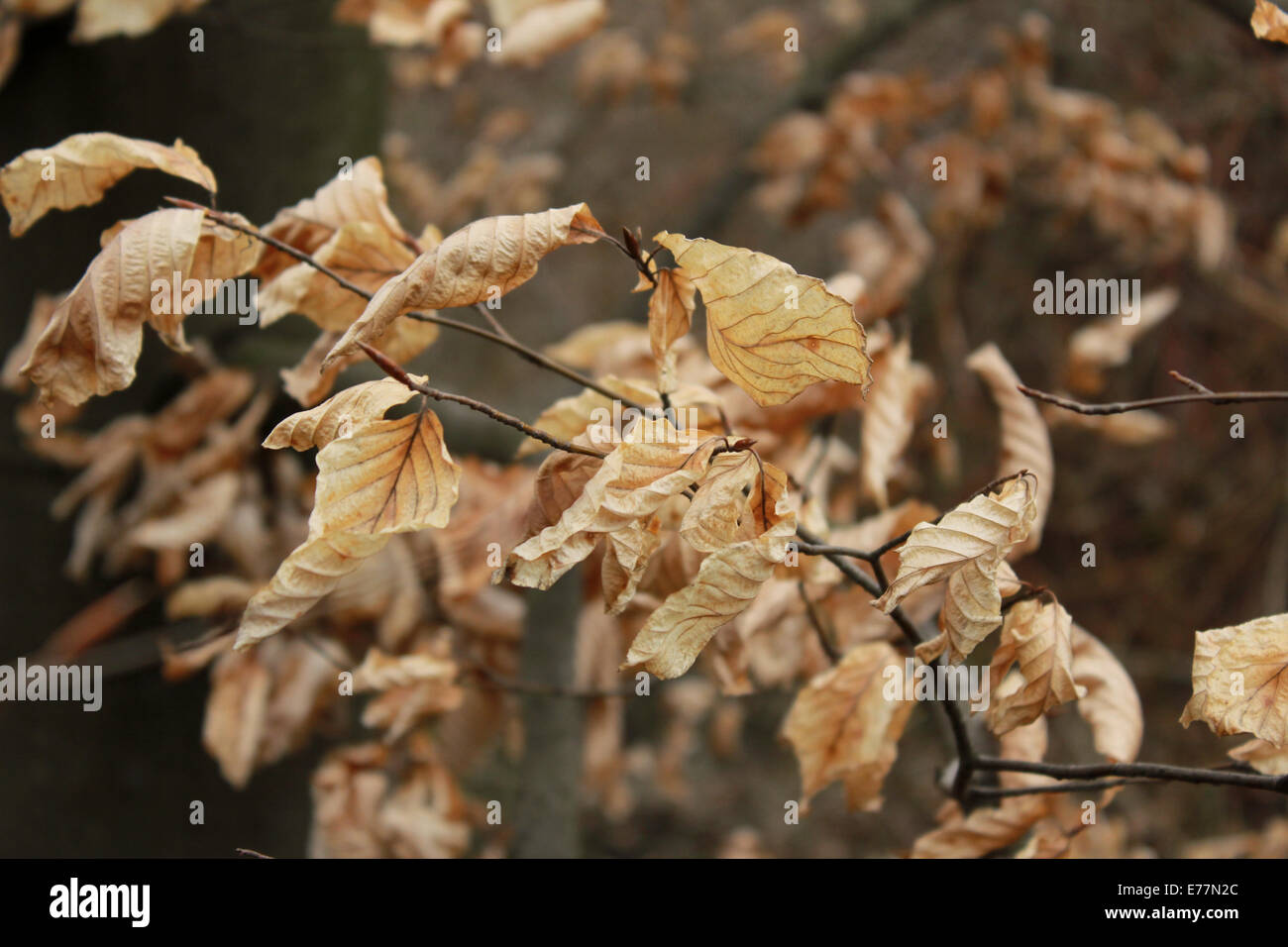 Foglie di autunno nel vento, Golden View. Foto Stock