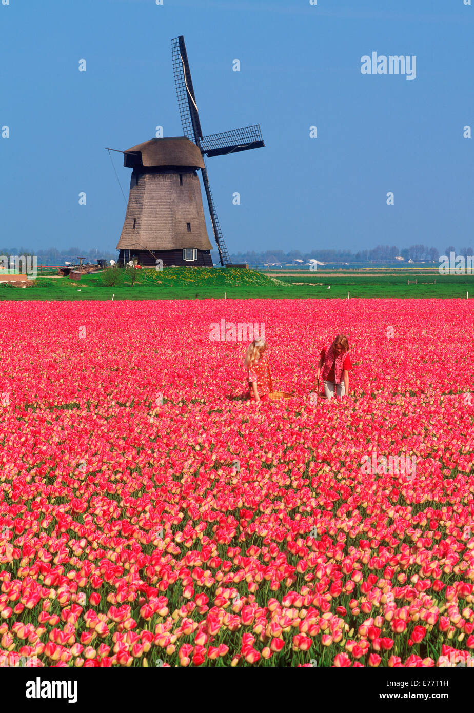 Due ragazze Olandesi nel campo di tulipani rossi vicino Stompetoren in Olanda Foto Stock