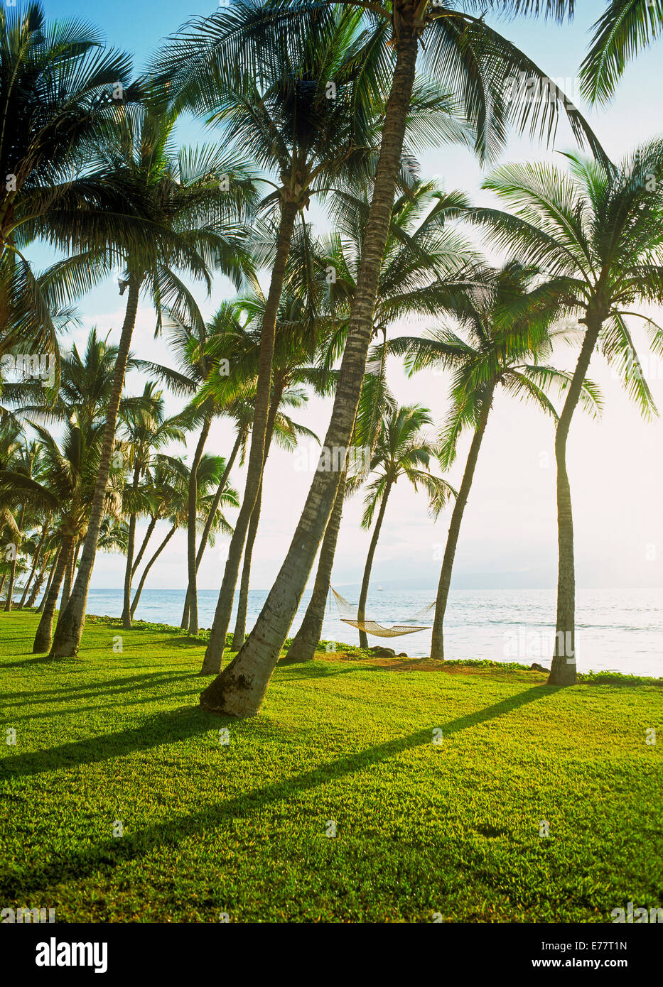 Amache Hanging da palme su erba verde a Maui lungo l'oceano pacifico in condizioni di luce solare intensa Foto Stock