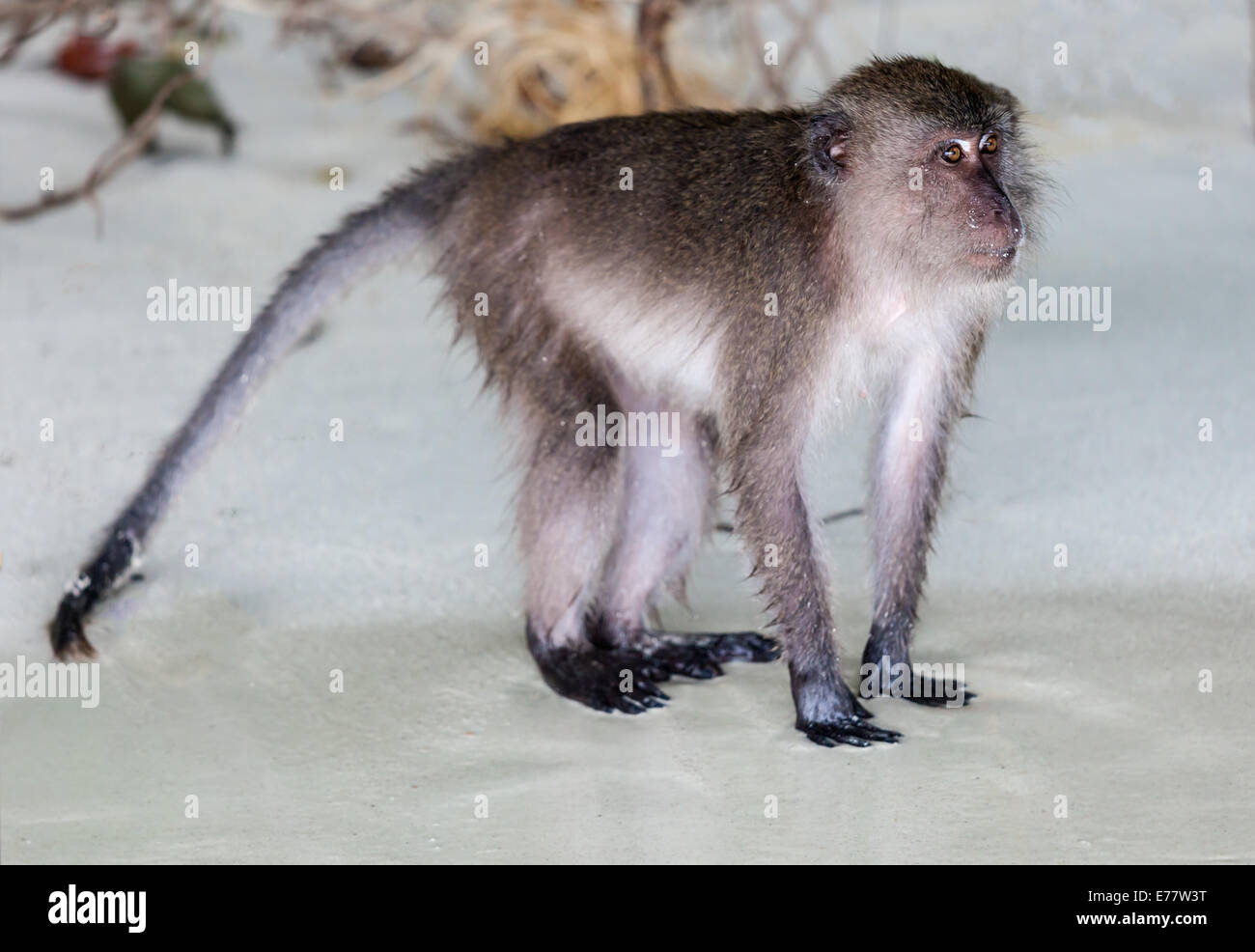 Monkey alla Spiaggia delle Scimmie Phi Phi, Thailandia Foto Stock