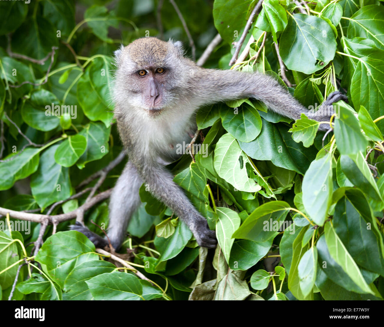 Monkey alla Spiaggia delle Scimmie Phi Phi, Thailandia Foto Stock