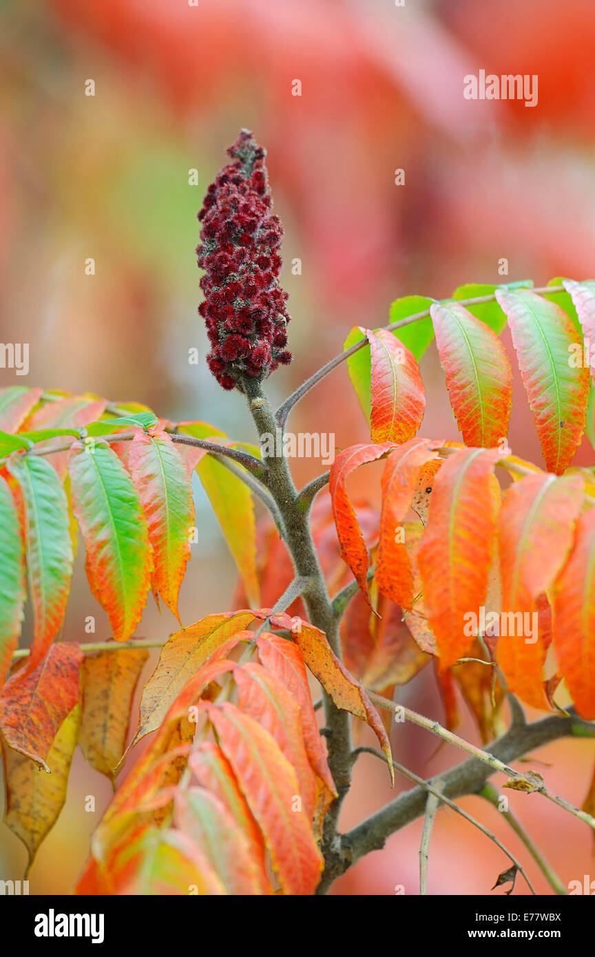 Sommacco maggiore (Rhus typhina), infiorescenza e le foglie in autunno, nativo per il Nord America Foto Stock