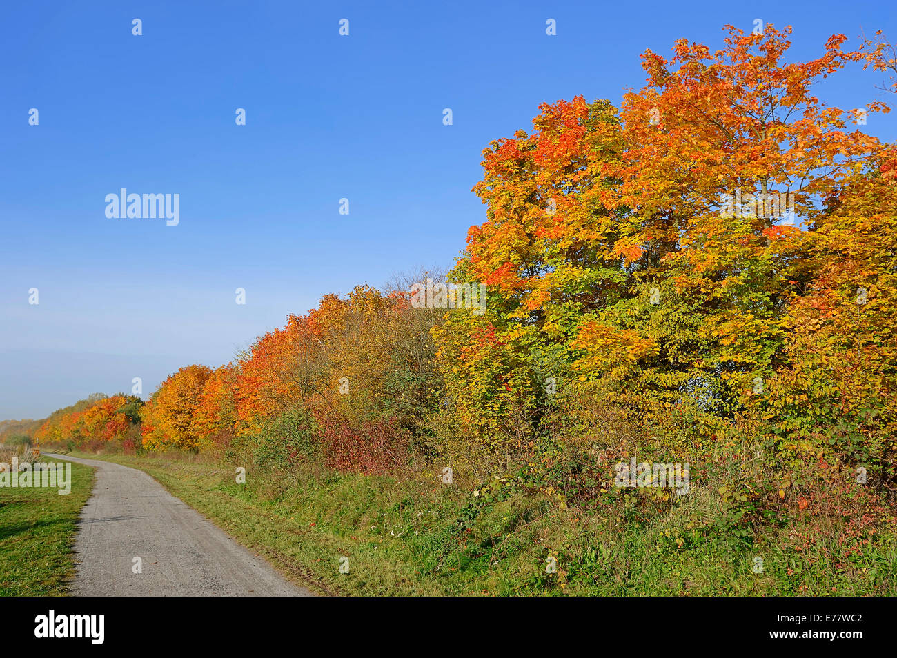 Alberi decidui lungo un sentiero escursionistico in autunno, Nord Reno-Westfalia, Germania Foto Stock