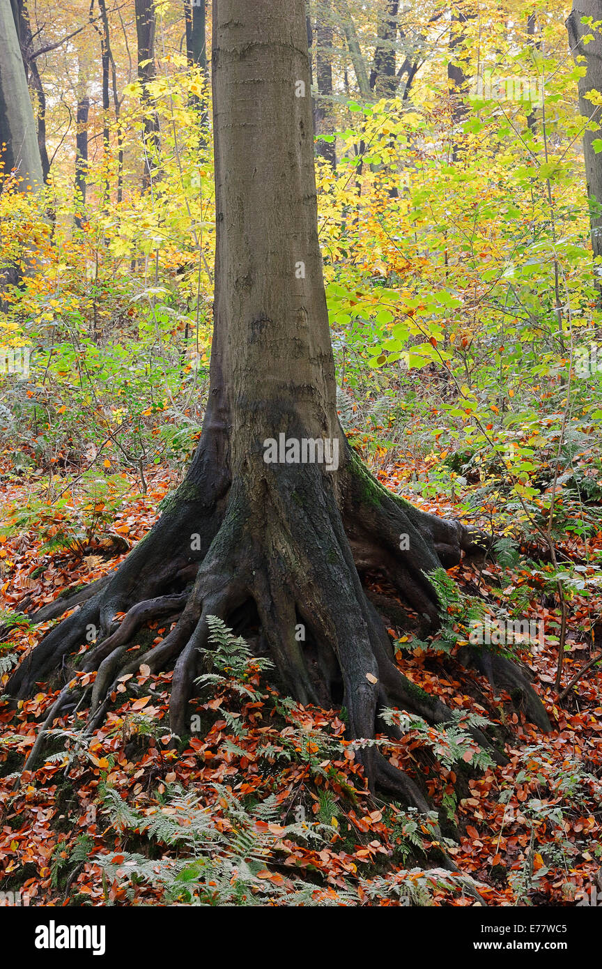 Il tronco di un comune faggio (Fagus sylvatica) in autunno, Nord Reno-Westfalia, Germania Foto Stock