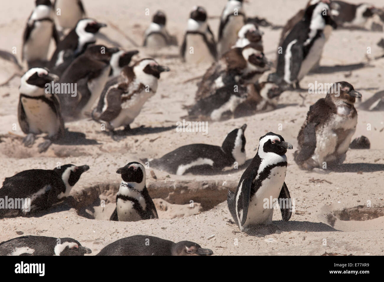 I pinguini Jackass o i Penguins africani (Spheniscus demersus) sulla Spiaggia Boulders Beach vicino alla Città di Simon, Città del Capo Foto Stock