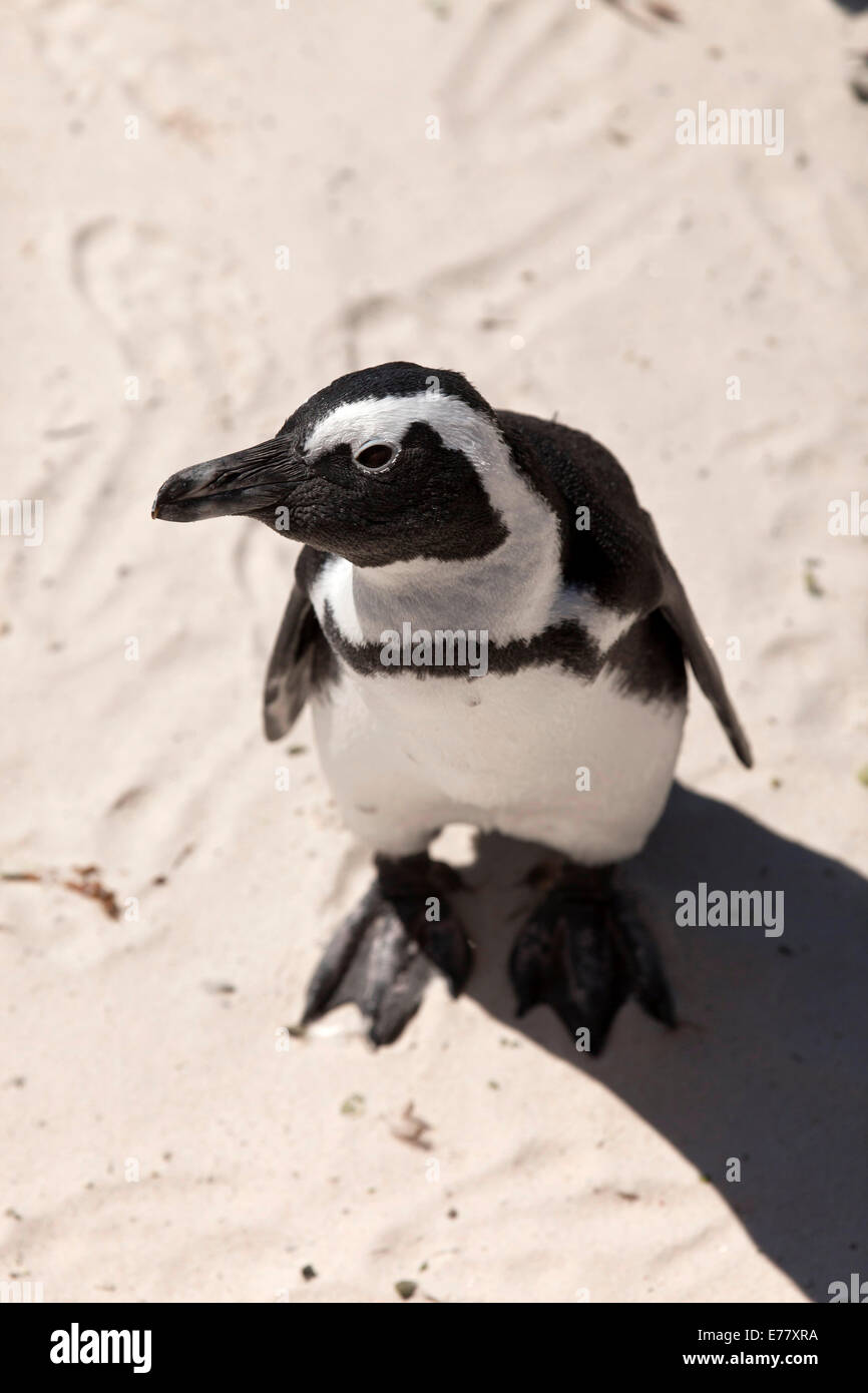 Jackass Penguin o africano Penguin (Spheniscus demersus) sulla Spiaggia Boulders Beach vicino alla Città di Simon, Cape Town, Western Cape Foto Stock