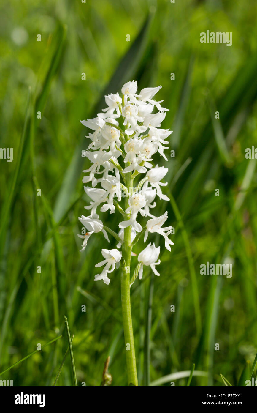 Helmknabenkraut Orchis militaris orchidea militare Foto Stock