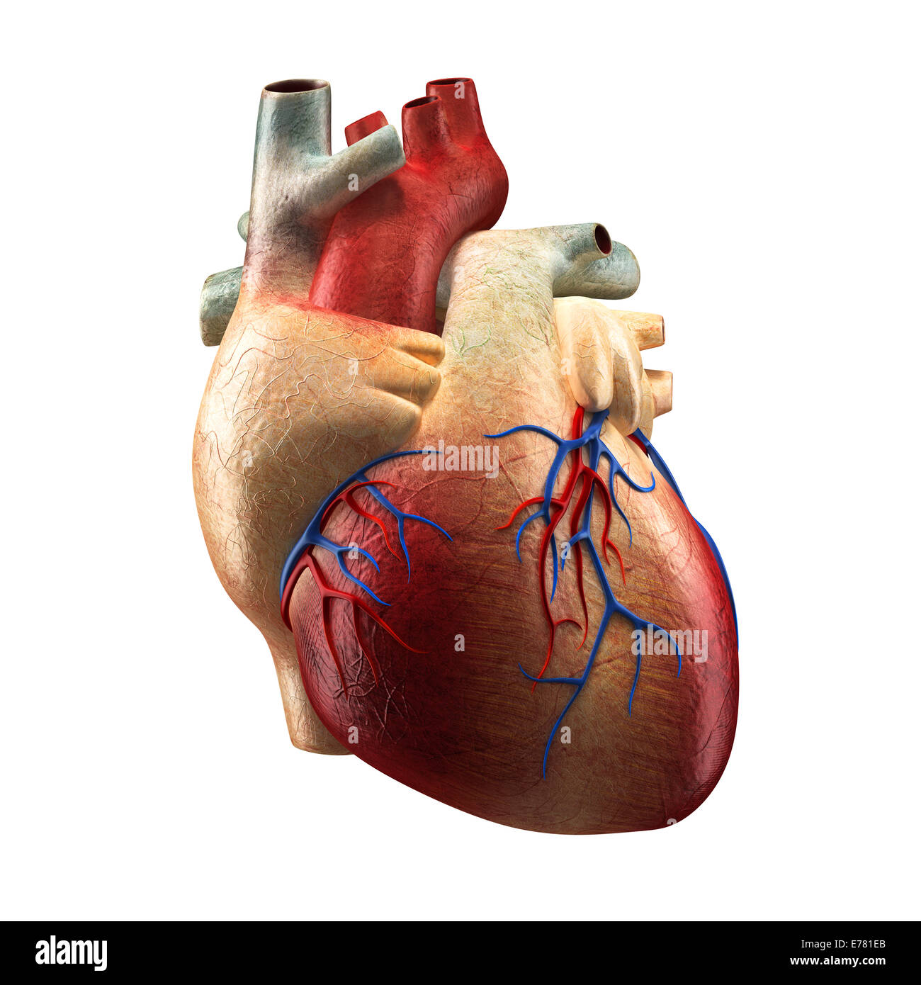 Vero cuore - Anatomia Umana modello Foto Stock