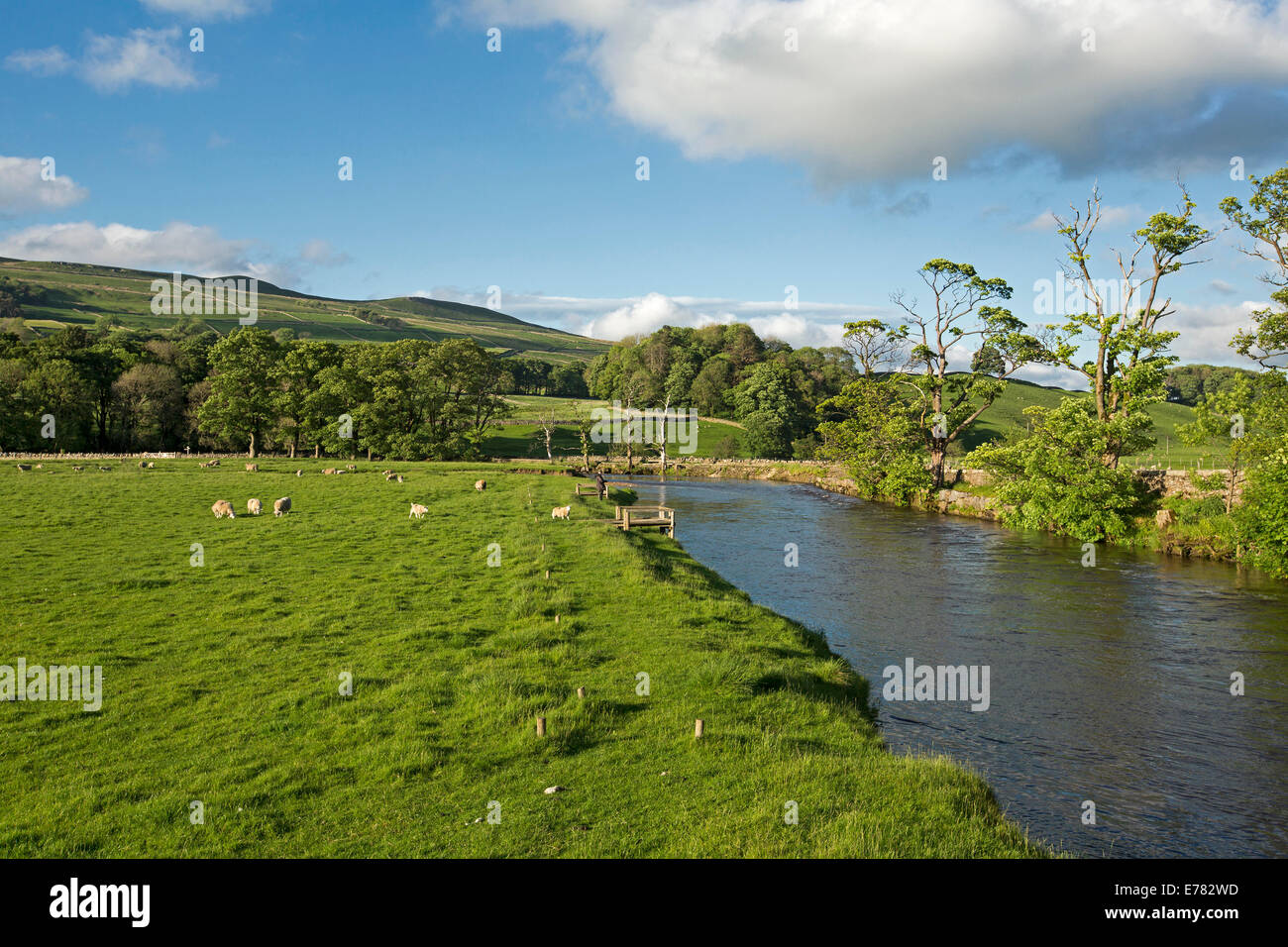 Paesaggio rurale vicino a villaggio inglese di Hawes con pecore al pascolo nei campi di smeraldo che confinano con le acque azzurre del Fiume Ure e cloaking colline nelle vicinanze Foto Stock