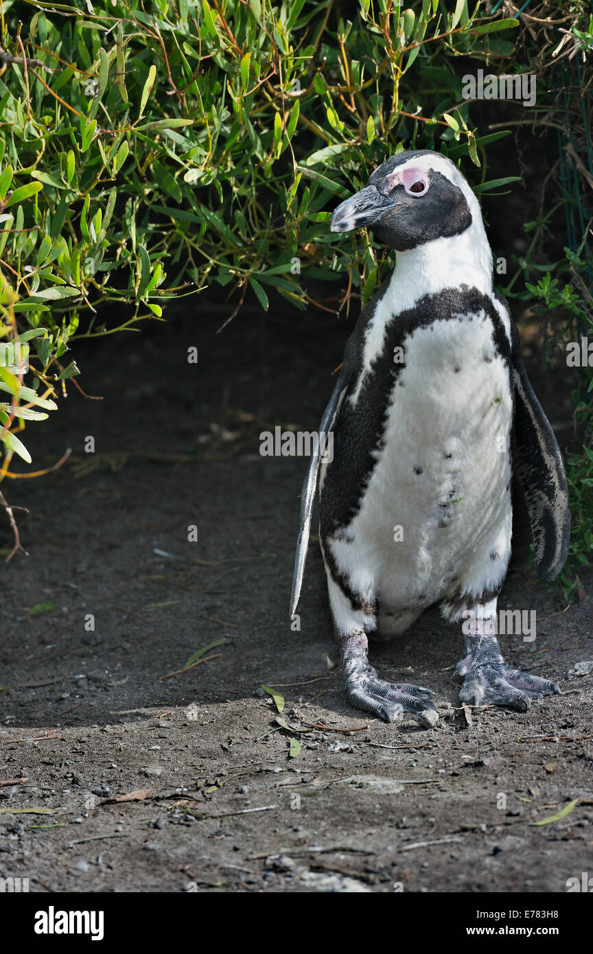 Sud Africa, Cape Peninsula, Jackass Penguin, Spheniscus demersus Foto Stock
