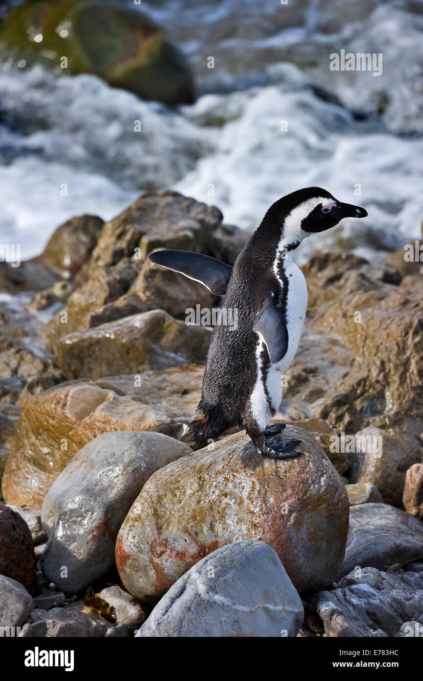 Sud Africa, Cape Peninsula, Jackass Penguin, Spheniscus demersus Foto Stock