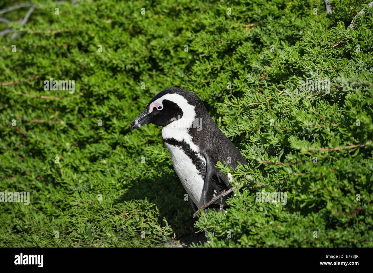 Sud Africa, Cape Peninsula, Jackass Penguin, Spheniscus demersus Foto Stock