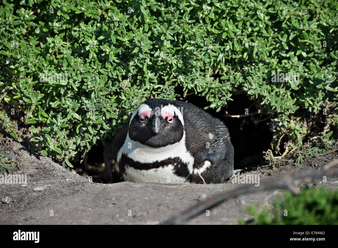 Sud Africa, Cape Peninsula, Jackass Penguin, Spheniscus demersus Foto Stock