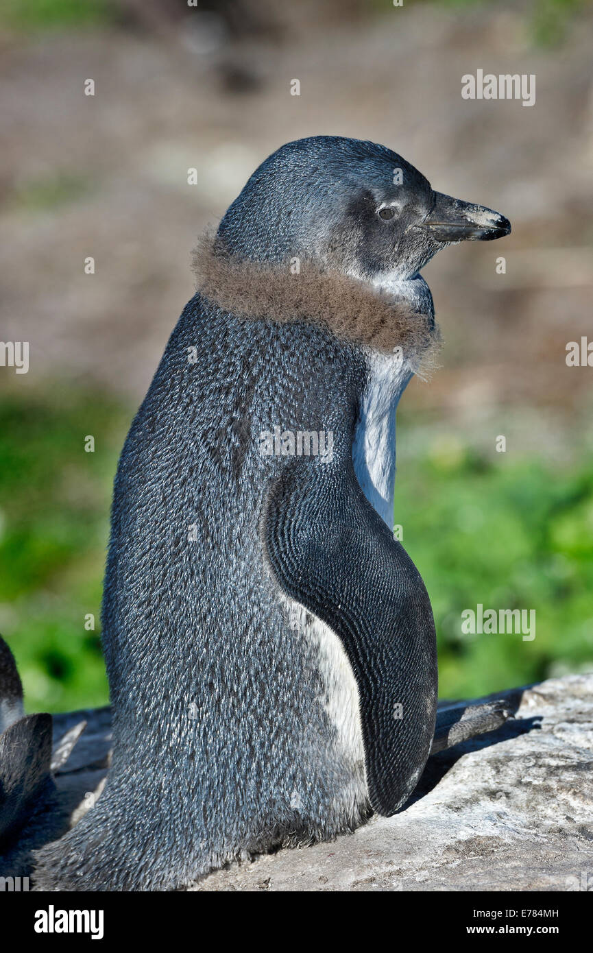 Sud Africa, Cape Peninsula, capretti Jackass Penguin, Spheniscus denersus Foto Stock