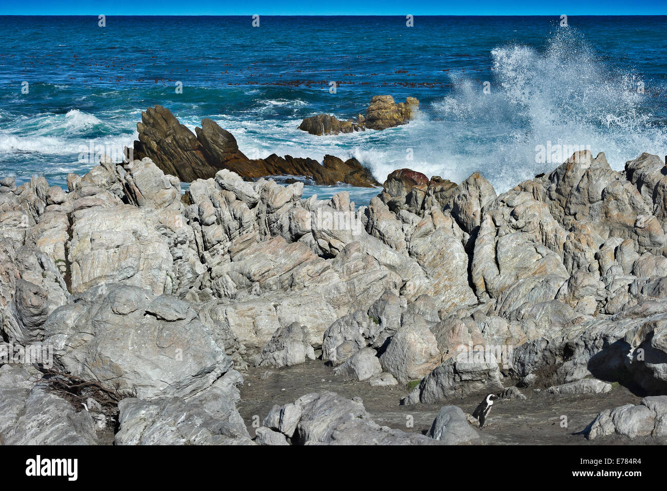 Sud Africa, Cape Peninsula, Jackass Penguin, Spheniscus demersus Foto Stock