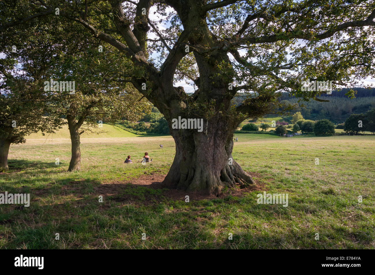 Sotto l'ombra di una vecchia quercia nelle colline del Surrey, Regno Unito Foto Stock