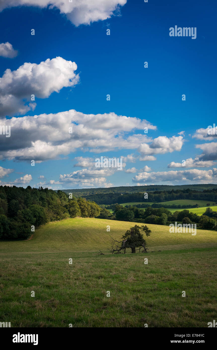 Vista attraverso il Surrey Hills vicino Chilworth nel Surrey, Regno Unito Foto Stock
