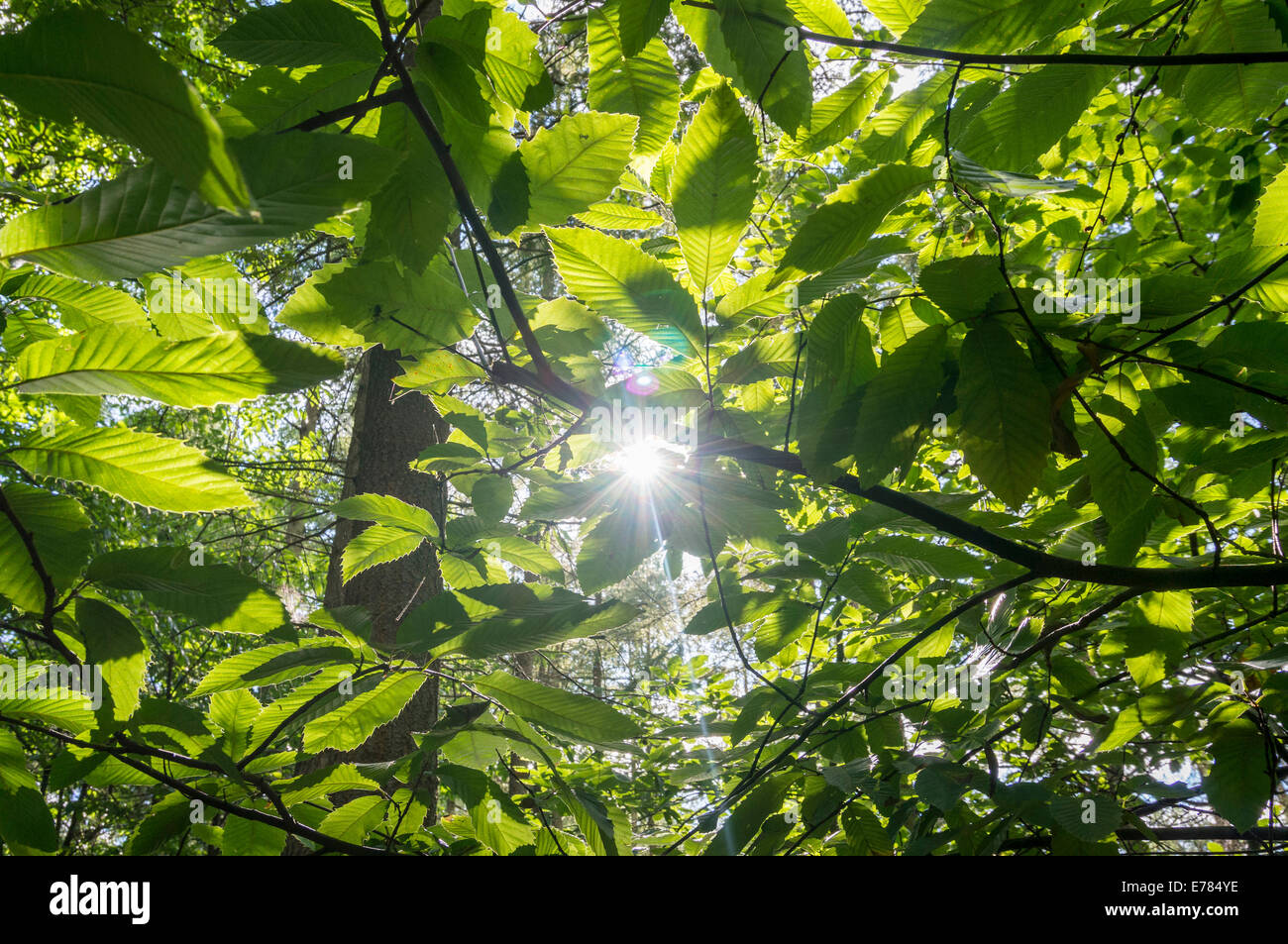Estate il sole splende attraverso foglie nel bosco nel Surrey Hills Foto Stock